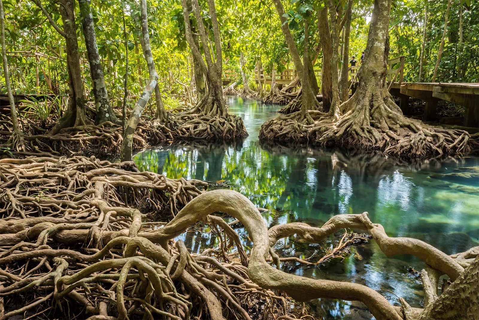 2 Additional Trees Planted – Enchanted Eco